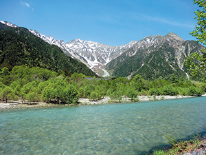 photo of A Riparian Forest of Salix arbutifolia in Kamikochi