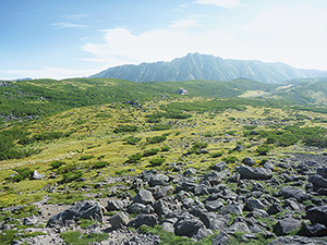 photo of Vegetation of the Kumonotaira Wetlands