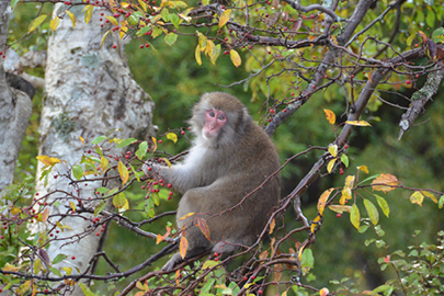 photo 4 of Chubusangaku National Park