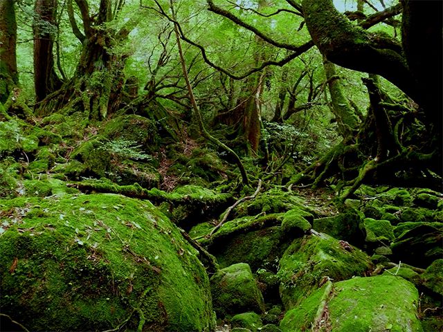 白谷雲水峡の写真