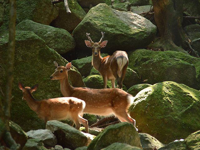 ヤクシカの写真