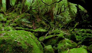 屋久島国立公園の写真