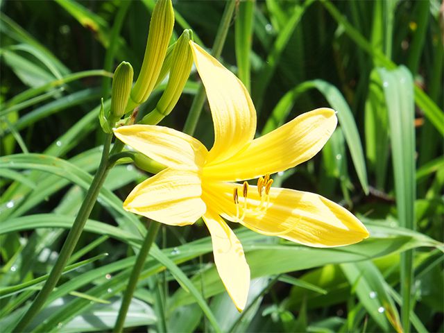 photo of Broad Dwarf Day-lily, a Designated Plant