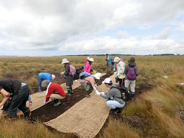 Eco Tour Participants Collaborating in Nature Restoration Project (Sarobetsu Nature Restoration Project)