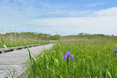 釧路湿原国立公園の写真その8