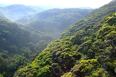 やんばる国立公園