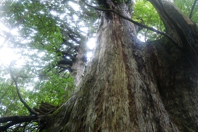 屋久島国立公園の写真その2