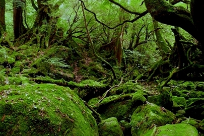 屋久島国立公園の写真その3