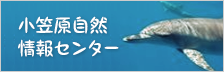 小笠原自然情報センター[新しいウィンドウで開きます]