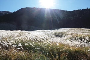 仙石原のススキ草原の写真
