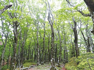 天城縦走路沿いのブナ林の写真