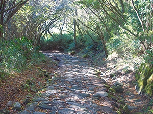 東海道箱根八里の石畳の写真