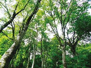 ブナ林（雨飾山山麓）の写真