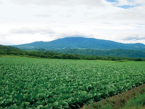 高原の野菜畑の写真