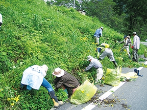 外来植物の抜き取りの写真