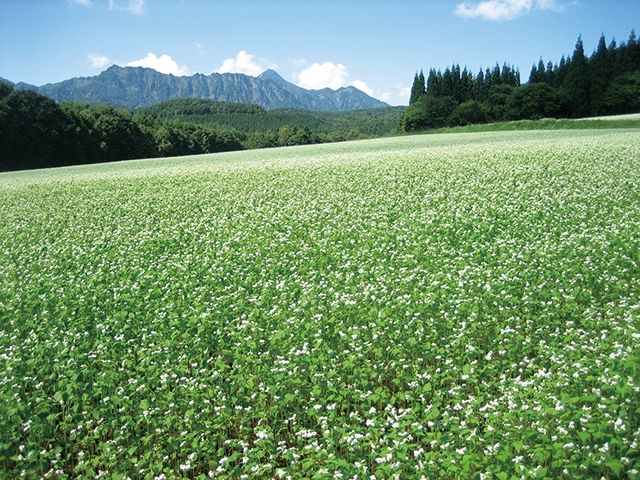 そば畑と戸隠連峰の写真