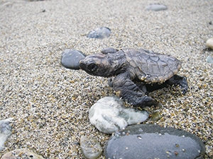 アカウミガメの写真