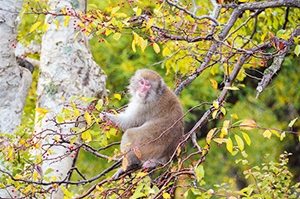 ニホンザルの写真