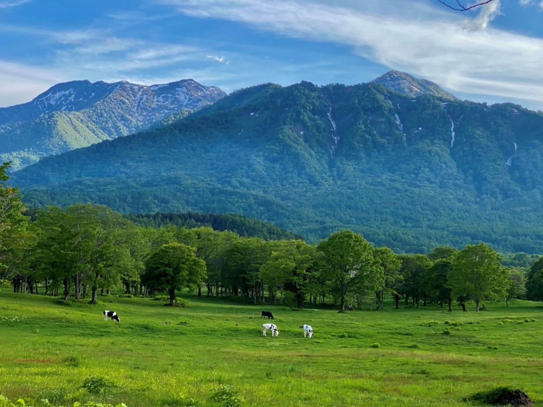 笹ヶ峰・夢見平の写真