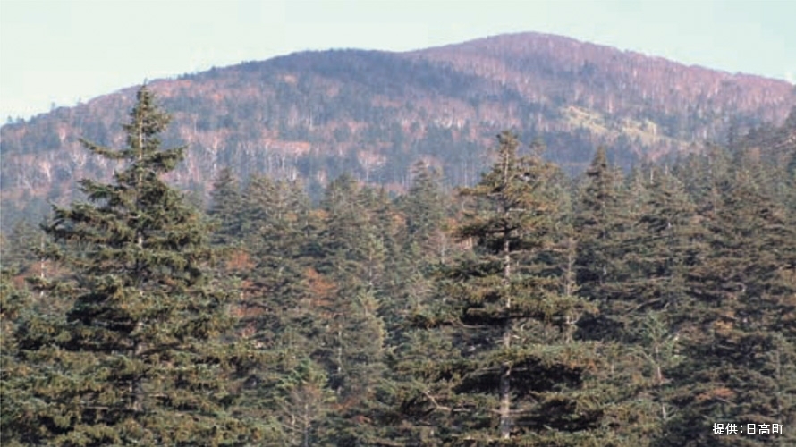 photo of Saru River Headwaters Primeval Forest