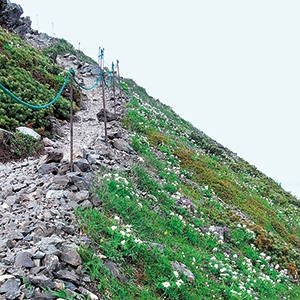 photo of Fence to Conserve the Habitat of Callianthemum hondoense