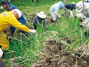 photo of Iris pseudacorus extermination activity n the wetlands around the Otani Pond