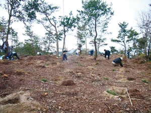 photo of Conservation and Restoration of Pine Trees