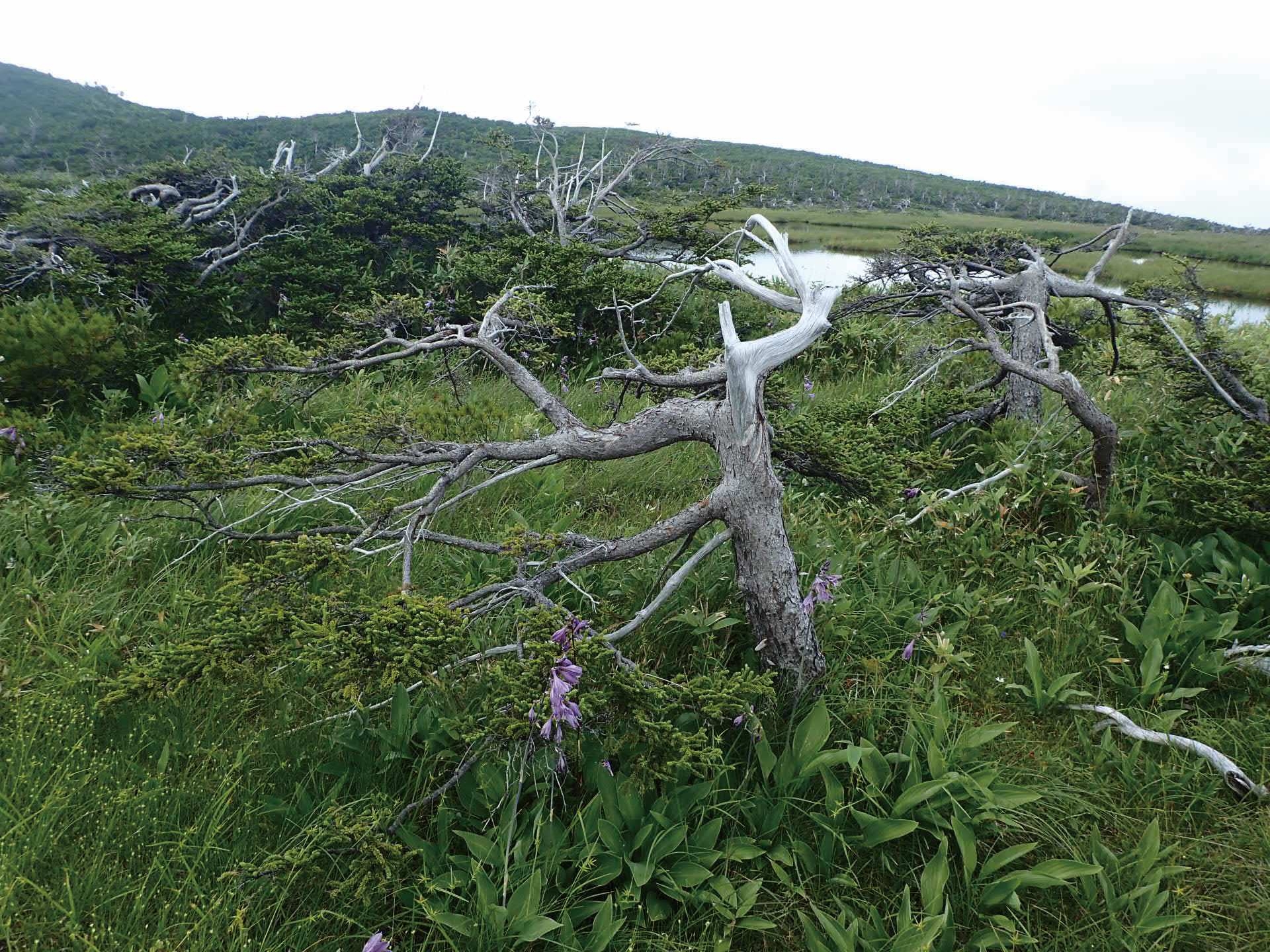 アカエゾマツの画像