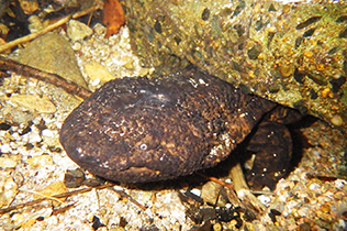 The Japanese giant salamander which appears from under a stone