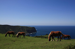 Horses that eat grass and the Kuniga coast