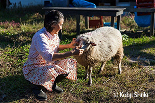 A woman touching a sheep