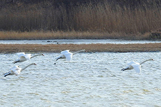 水面を飛び立つ白鳥の群れ