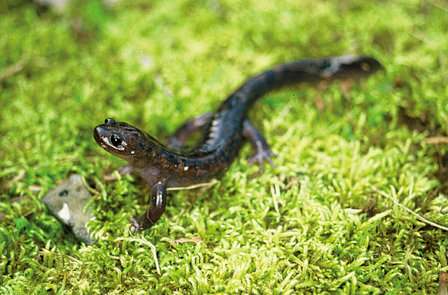 photo of Oki Salamander