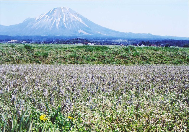 タイトル　大山