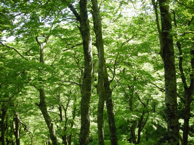 タイトル　夏山登山道からのブナ林