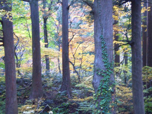 タイトル　紅葉