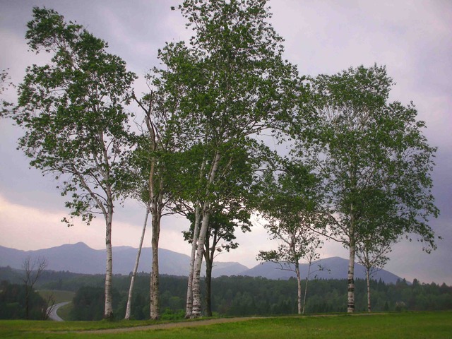 タイトル　白樺蒜山