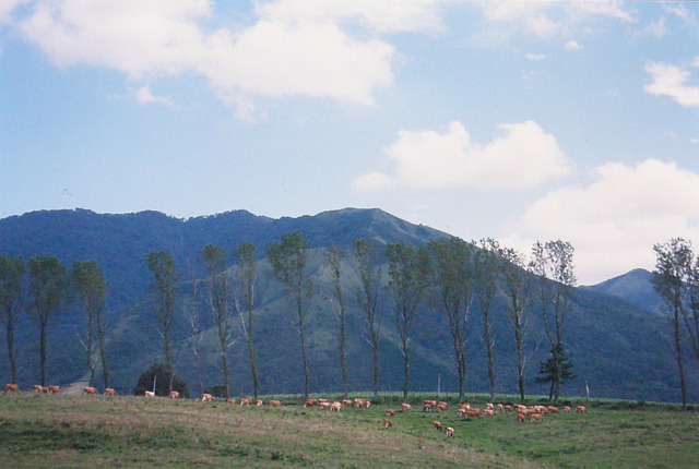 タイトル　蒜山