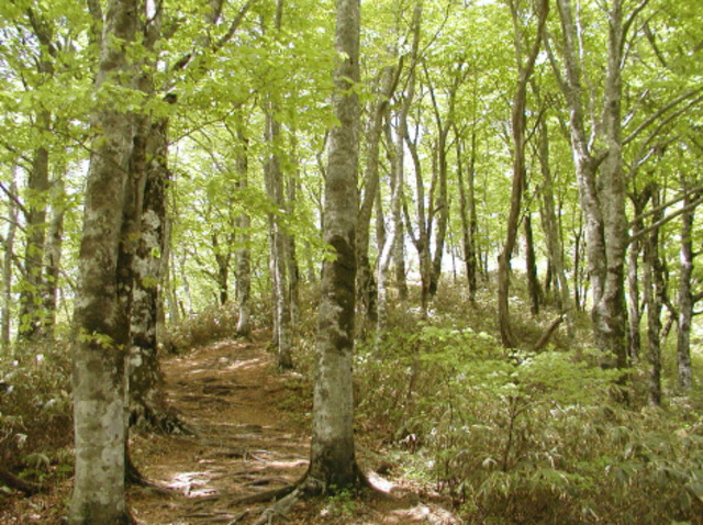 タイトル　毛無山