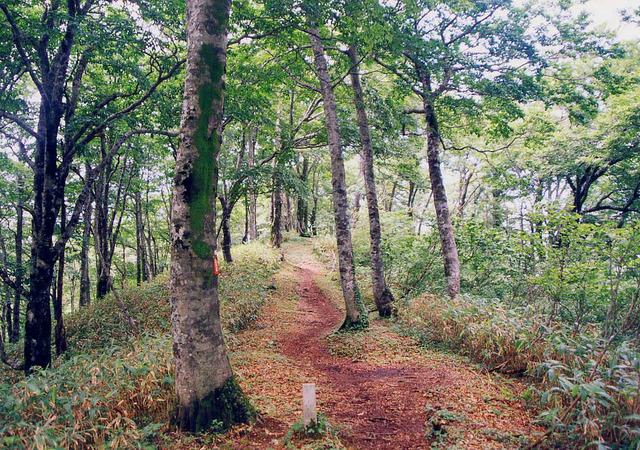 タイトル　毛無山登山道