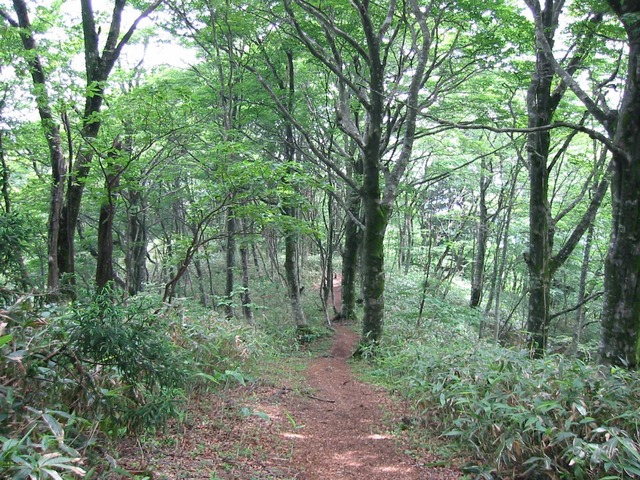 タイトル　毛無山登山道-1