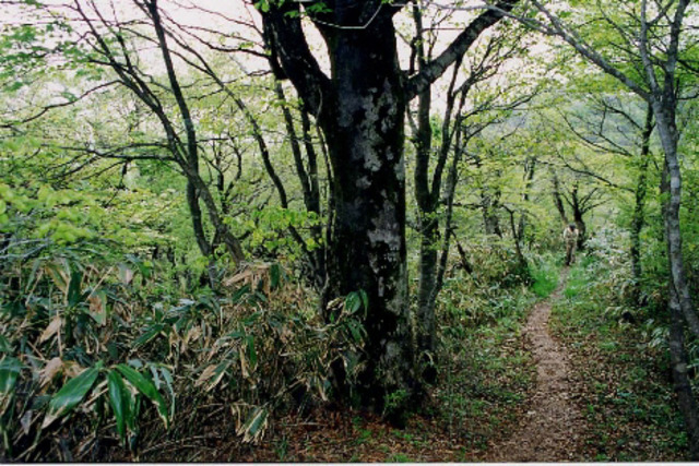 タイトル　毛無山登山道-3