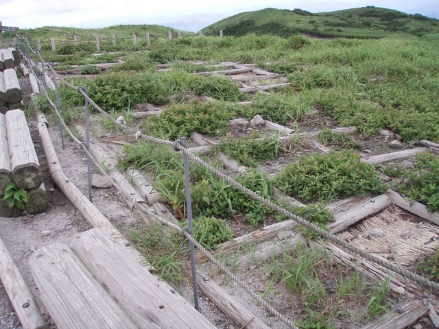 タイトル　植生復元の植栽枠