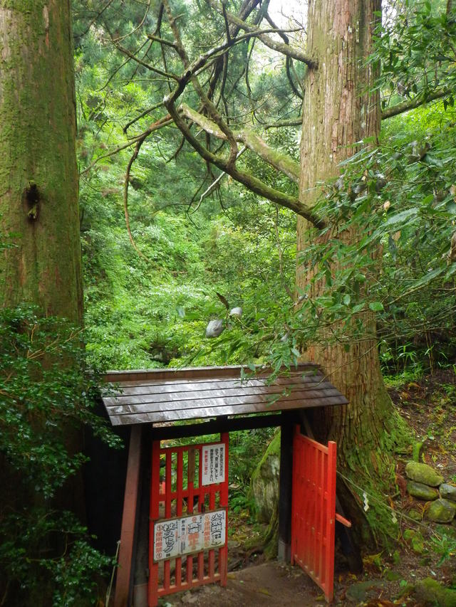 タイトル　注連掛杉・入口