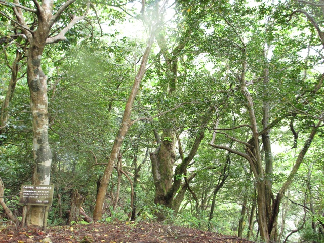 タイトル　常緑広葉樹林