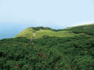 photo of The wind-swept shrub zone of Daisen Japanese yew trees