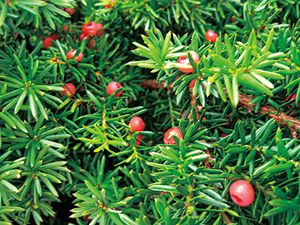 photo of Daisen Japanese Yew