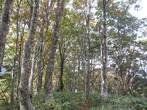 毛無山のブナ林の写真