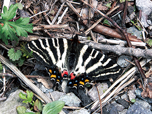 photo of <em>Luehdorfia japonica</em>