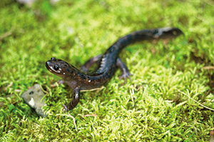 photo of Oki Salamander